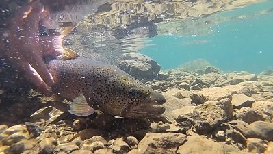 Més pescadors retornen els peixos vius al riu