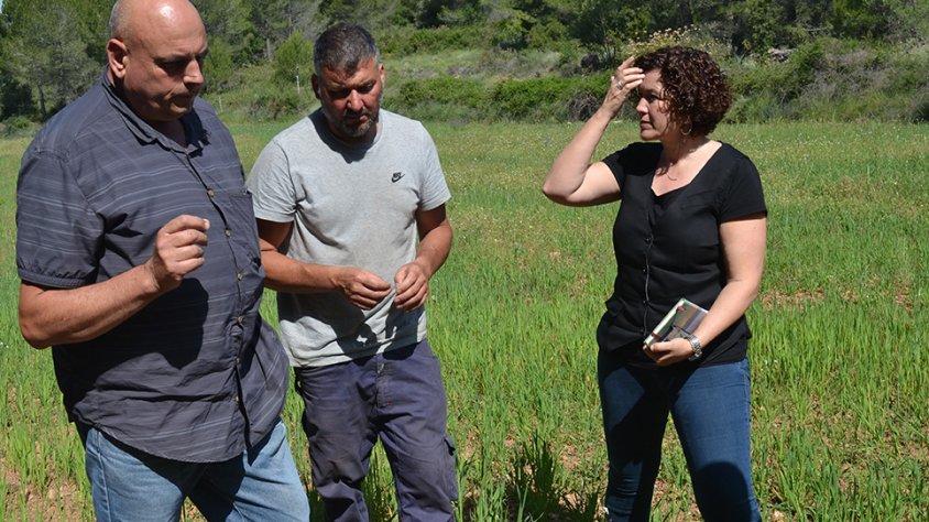 Prova pilot per allunyar els cabirols de la vinya, un problema present a la Conca de Barberà