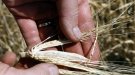 Es preveu un 31% menys de collita de cereals a la Conca de Barberà