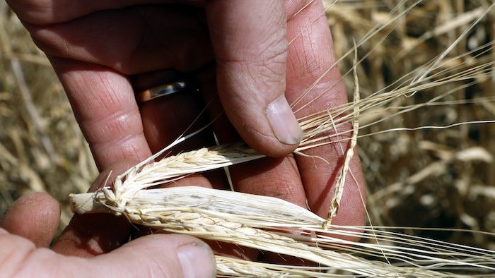 Es preveu un 31% menys de collita de cereals a la Conca de Barberà