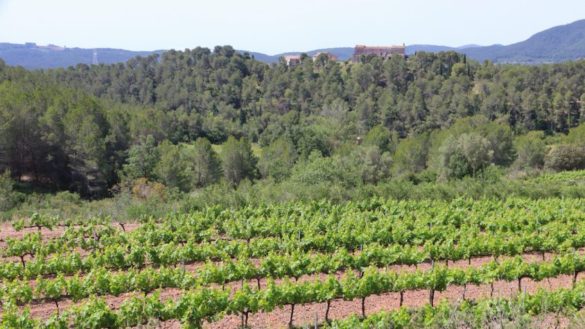 Unes 1.000 hectàrees es beneficiarien anualment de l’ampliació del termini de replantació de vinya a Catalunya