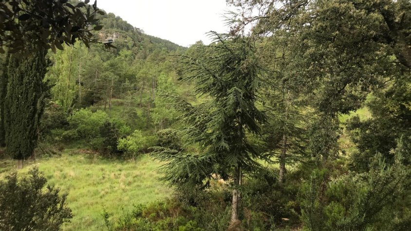 Presentació del llibre ‘Orquídies de les Muntanyes de Prades’ i del nou projecte de la Cooperativa Reboll ‘Mosaics de Biodiversitat