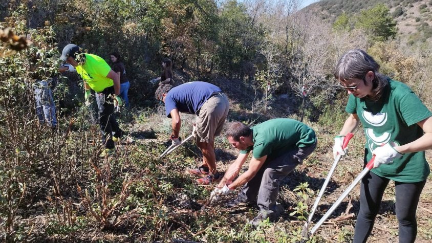 S'amplien els dies de voluntariat forestal al Paratge Natural de Poblet