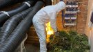 Els Mossos d’Esquadra detenen tres homes i desmantellen dos cultius de marihuana a l’Alt Camp i la Conca de Barberà