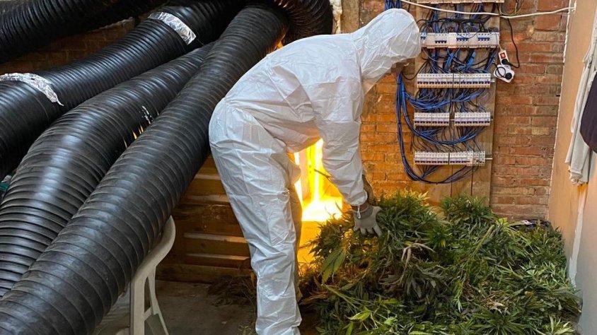Els Mossos d’Esquadra detenen tres homes i desmantellen dos cultius de marihuana a l’Alt Camp i la Conca de Barberà