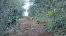 Restauració, adequació i adaptació de quatre camins rurals del GR175 La Ruta del Cister