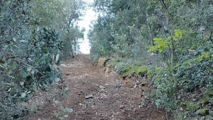 Un dels camins on s'han realitzat tasques d'adequació