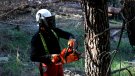 Fan treballs de gestió forestal en 500 ha del futur parc de les Muntanyes de Prades per prevenir grans incendis