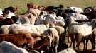 Pastors del Camp de Tarragona denuncien el robatori de més de 300 caps de bestiar aquest 2024