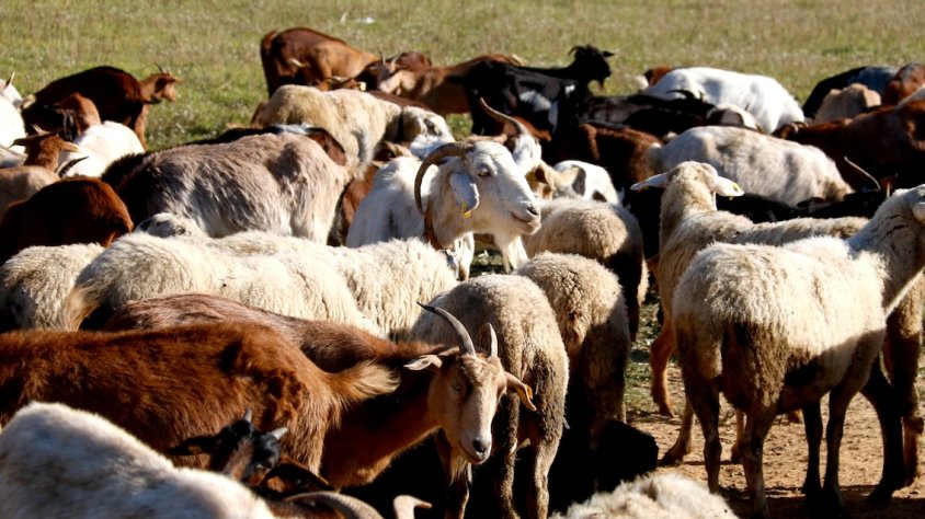 Pastors del Camp de Tarragona denuncien el robatori de més de 300 caps de bestiar aquest 2024