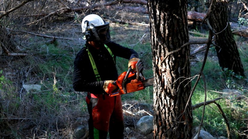 Fan treballs de gestió forestal en 500 ha del futur parc de les Muntanyes de Prades per prevenir grans incendis