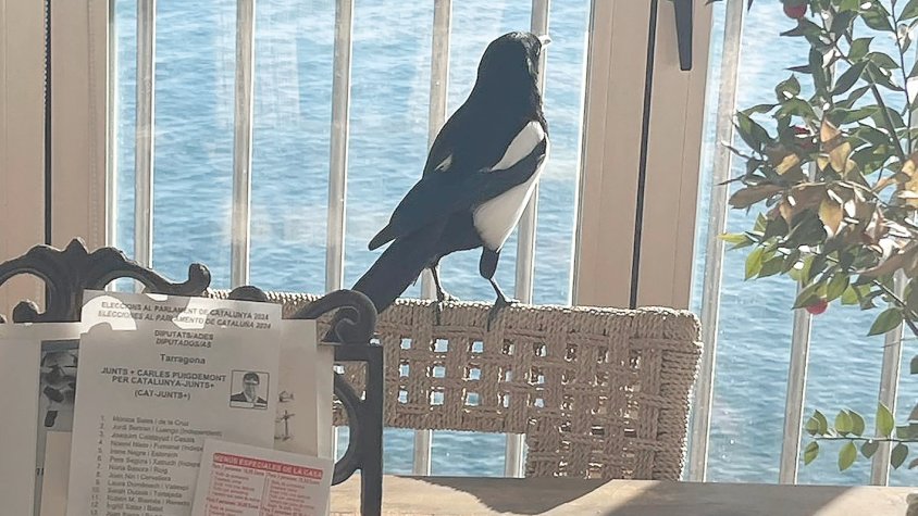Falcons, coloms i garses