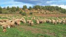 Robatoris de bestiar alarmen els pastors de la Conca de Barberà
