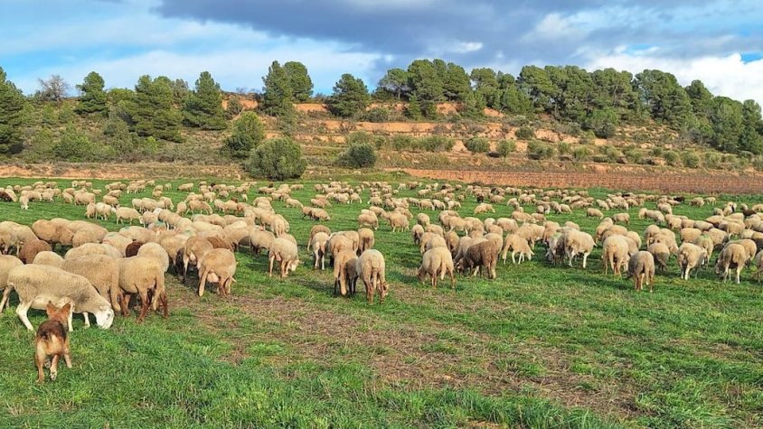 Robatoris de bestiar alarmen els pastors de la Conca de Barberà