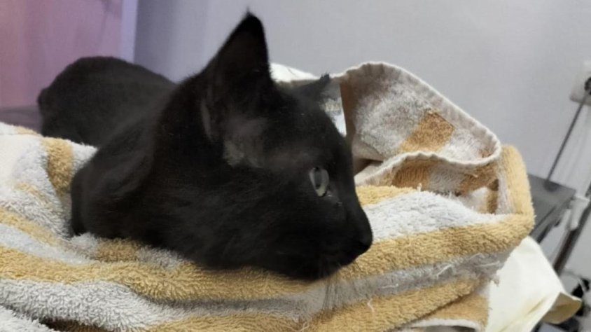 Montblanc Progressa denuncia informació enganyosa del govern municipal sobre la subvenció per al control de colònies felines
