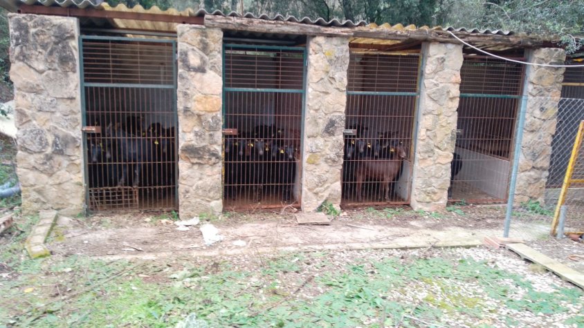 Localitzen a Vilaverd un centenar de cabres robades a Alpicat