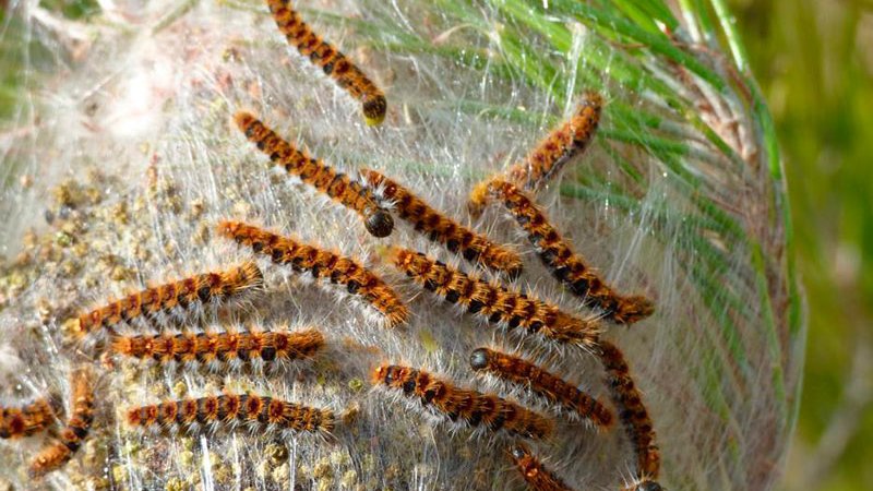 La Conca de Barberà ha vist reduït un 41% les hectàrees de boscos afectats per la processionària els darrers 7 anys