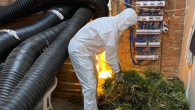 A Sarral, es va desmantallar una plantació de marihuana que cometia frau elèctric