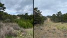 Es recupera un antic tallafoc als plans de Rojals per afavorir la biodiversitat