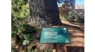 La Conca de Barberà suma 4 nous arbres monumentals