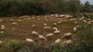 La Vall del Corb denuncia l’abandonament de la gestió forestal després del tancament del GRAF de Lleida