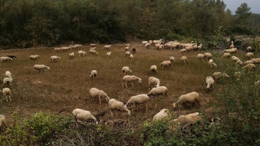 La Vall del Corb denuncia l’abandonament de la ges5ó forestal després del tancament del GRAF de Lleida