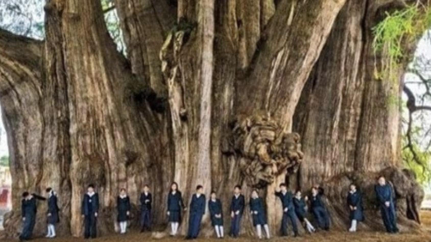 El làrix ‘Gran Avi’, de 2.600 anys d’antiguitat,  és l’arbre més vell del món 