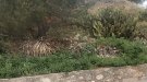 Els joves d'un camp de treball a Montbrió de la Marca recuperaran el jardí del camí de l'església