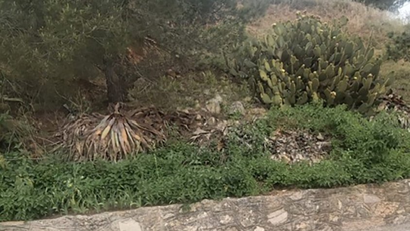 Els joves d'un camp de treball a Montbrió de la Marca recuperaran el jardí del camí de l'església del nucli