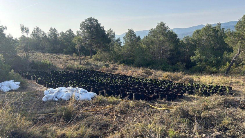 Detinguts dos homes i desmantellada una plantació exterior de marihuana a Vallclara, a la Conca de Barberà