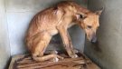 La Guàrdia Civil deté un veí de Valls per la comissió de delictes relacionats amb el maltractament animal