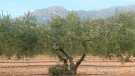 88 productors de la Conca de Barberà reben 376.409 euros en ajuts per a la producció agrària ecològica