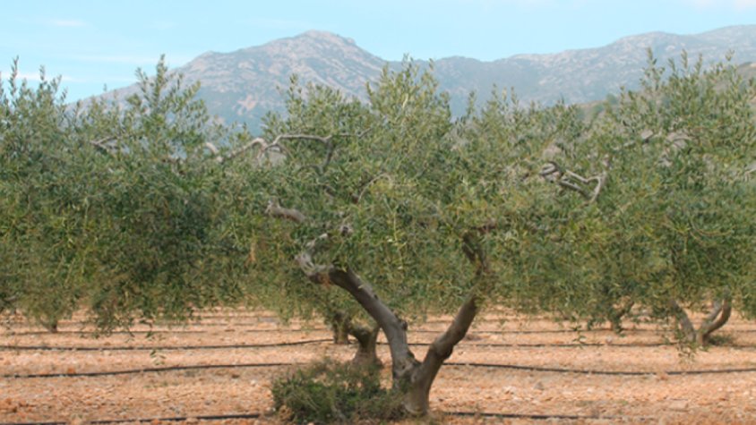 88 productors de la Conca de Barberà reben 376.409 euros en ajuts per a la producció agrària ecològica