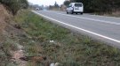 La Conca de Barberà registra 816 accidents de trànsit per xoc amb animals entre 2014 i 2024