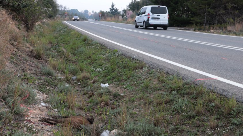 La Conca de Barberà registra 816 accidents de trànsit per xoc amb animals entre 2014 i 2024