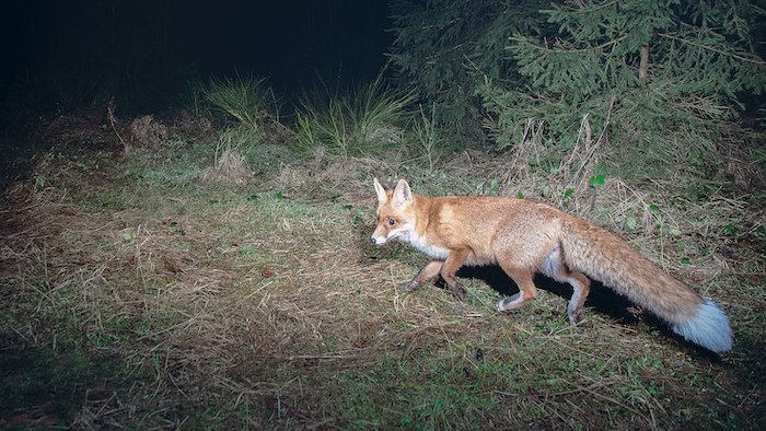 Fauna de nit