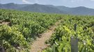 Neix En Peu de Terra per defensar la Conca de Barberà davant projectes industrials i fotovoltaics