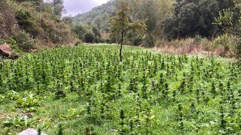 Els Mossos d’Esquadra desmantellen un cultiu de marihuana en una zona boscosa de la Conca de Barberà
