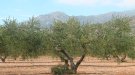 La Conca de Barberà rep prop de 85.000 euros per impulsar sistemes agrícoles alternatius als químics