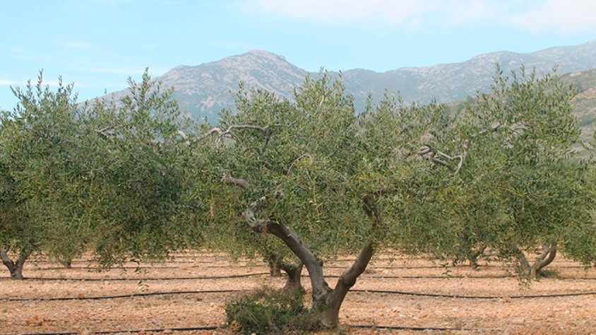 La Conca de Barberà rep prop de 85.000 euros per impulsar sistemes agrícoles alternatius als químics
