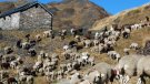 Es crea l’Associació de Pastors i Pastores de la Conca de Barberà i l’Alt Camp