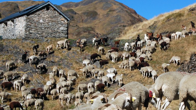 Es crea l’Associació de Pastors i Pastores de la Conca de Barberà i l’Alt Camp
