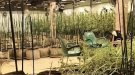 Desmantellen a Montblanc una nau dedicada al cultiu de marihuana amb quatre detinguts