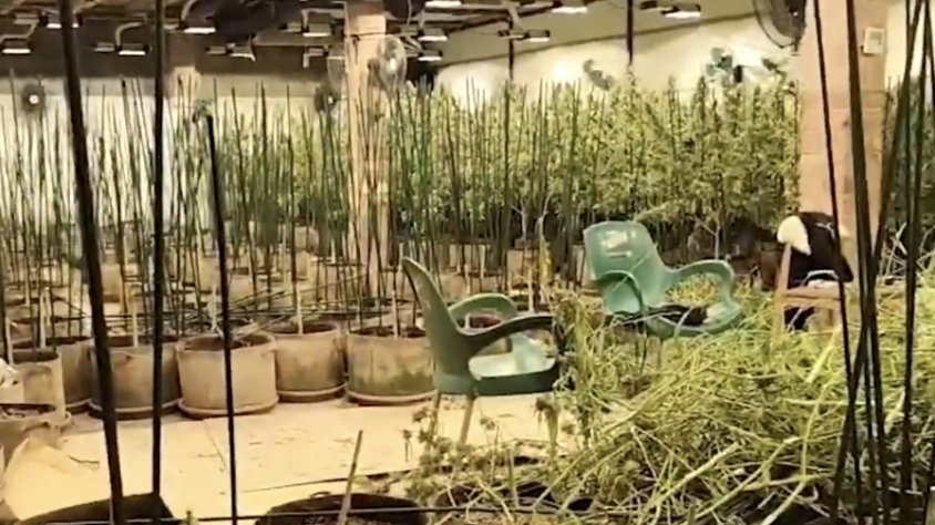 Desmantellen a Montblanc una nau dedicada al cultiu de marihuana amb quatre detinguts