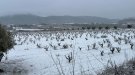 FOTOS I La Conca de Barberà es desperta nevada