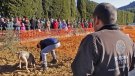 Dídac Espasa «Enguany hem millorat una Fira de la Tòfona que funciona bé»