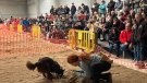 Ines Mañé guanya el concurs de gossos tofoners de la Fira de la Tòfona de Vimbodí i Poblet