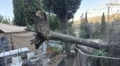 El vent provoca caiguda d’arbres i afectacions al trànsit i al servei ferroviari a Montblanc
