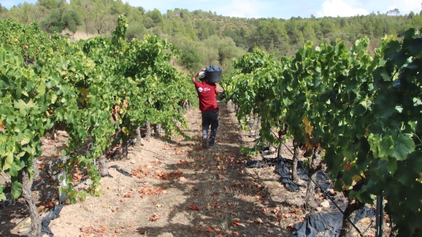 La Conca de Barberà registra una davallada dels ajuts de la PAC el 2025