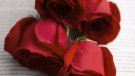 L’Espluga de Francolí celebrarà Sant Jordi amb una jornada plena de cultura i diversió